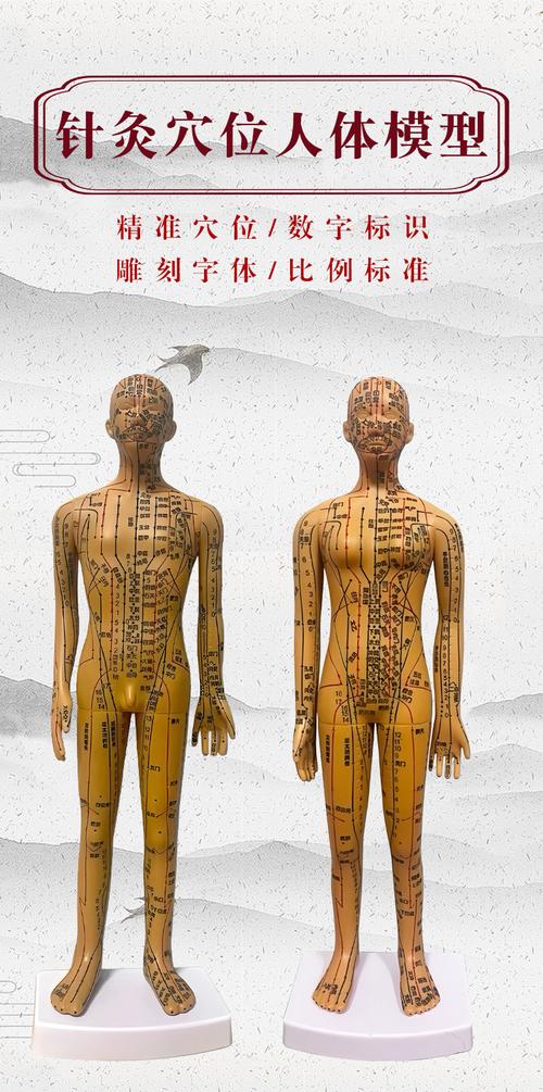 中医人体穴位模型100