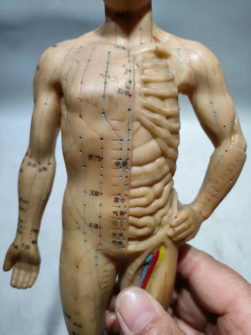 中医人体穴位模型100