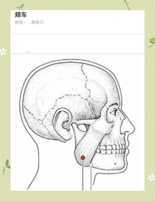 地仓 下关 颊车的穴位