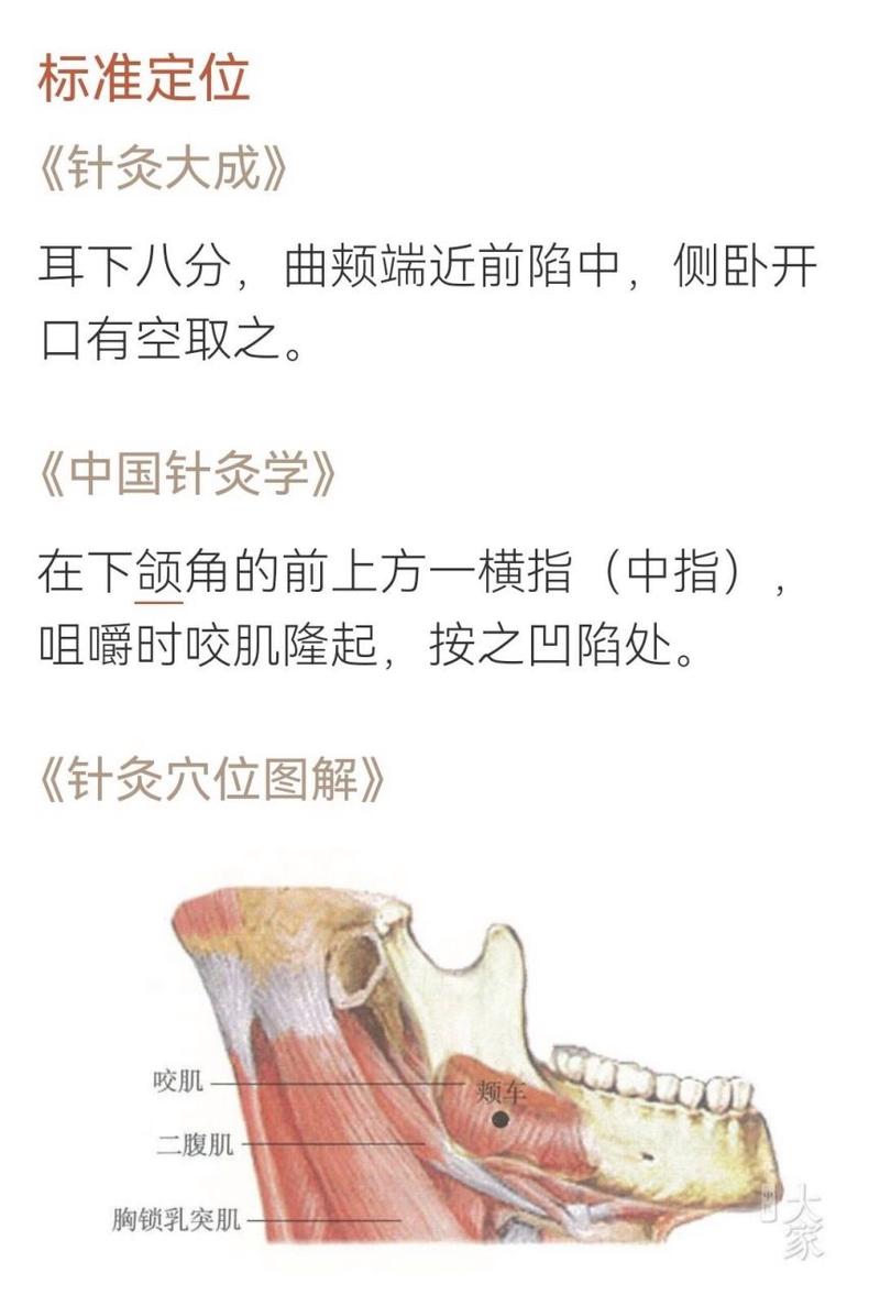 地仓 下关 颊车的穴位