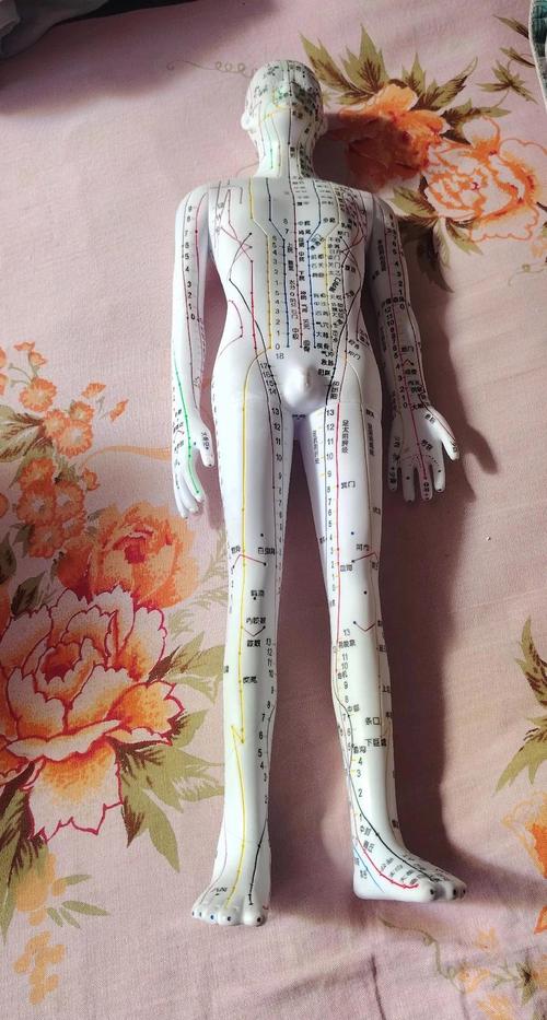 真人 穴位 视频 下载