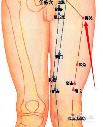 髀关 穴位 简单 准确