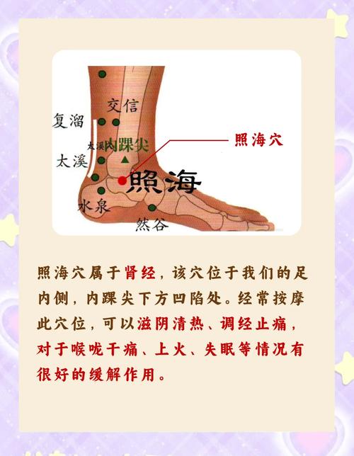 中极 阴陵泉 照海穴位