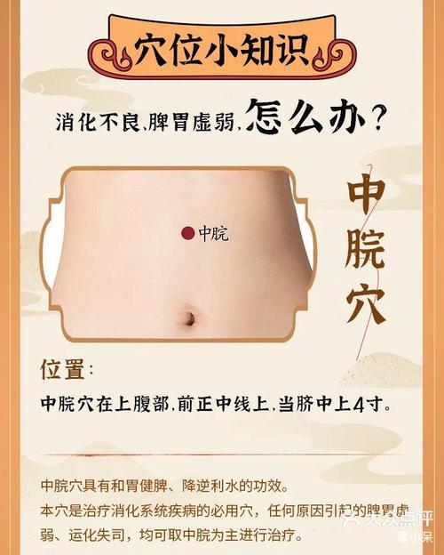 人体的穴位图胃点穴位图