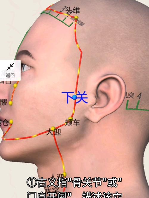 下关穴位和颊车穴位在哪