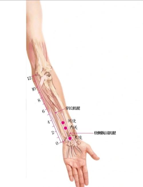 心包经的穴位在哪个位置