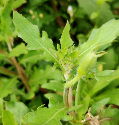 gnc 月见草 类风湿