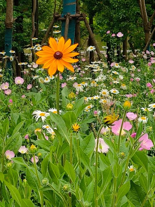 gnc 月见草 类风湿