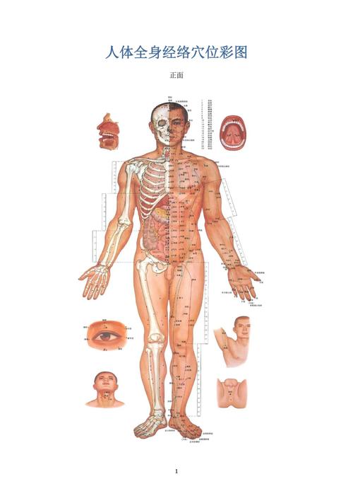 人体经络穴位标准大图册