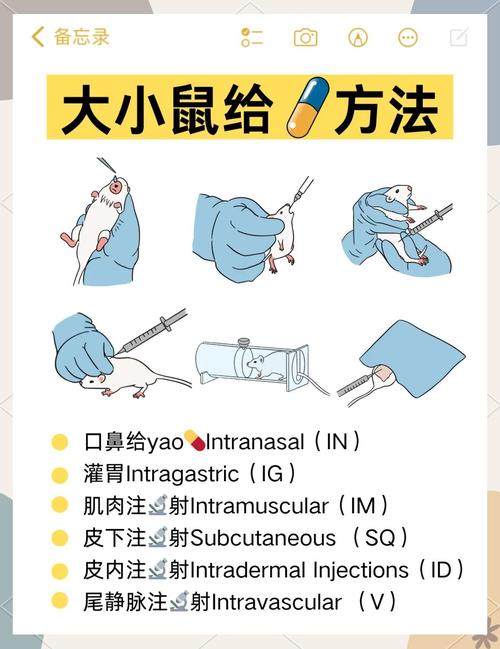鼠神经生长因子穴位注射