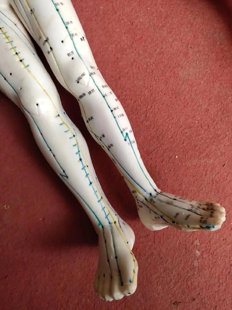 多媒体人体针灸穴位模型