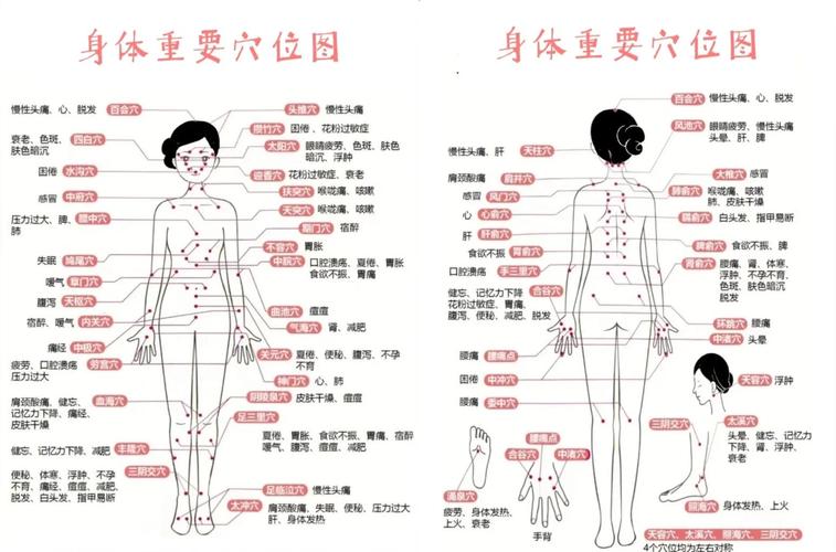 女性穴位图解大全 高清