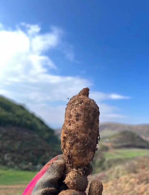 天麻针能治疗脑梗晕吗脑