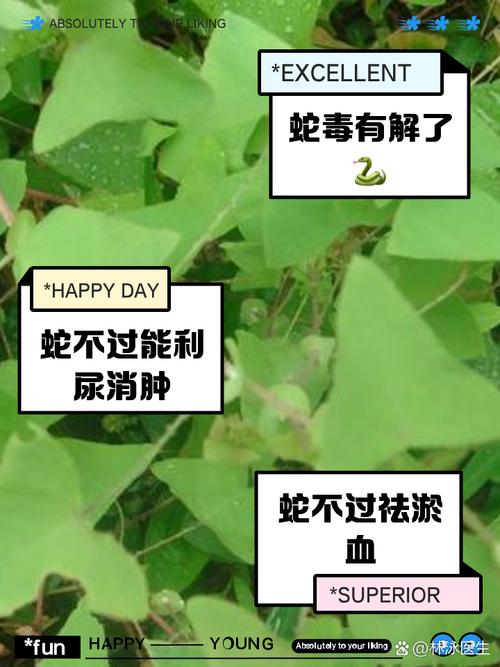 风湿马蛇片能治类风湿吗