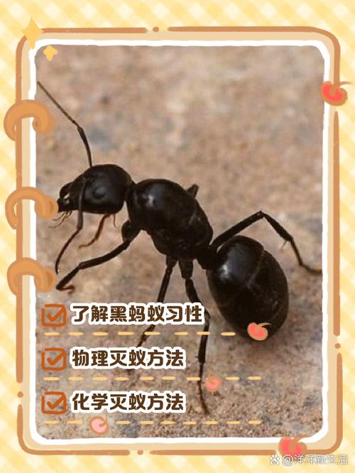 黑蚂蚁能治风湿类风湿吗