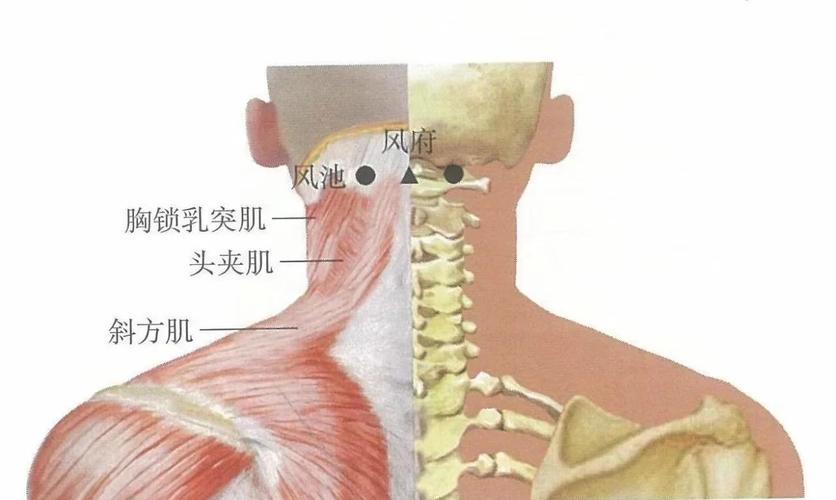 人体风池穴位精确查找