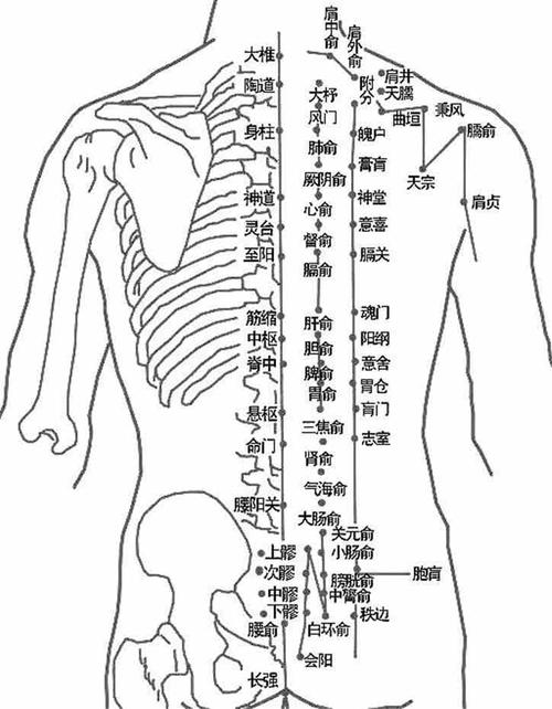 督脉 准确位置图穴位