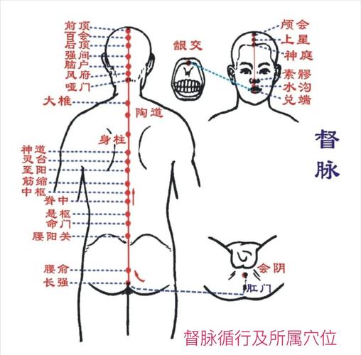 督脉 准确位置图穴位