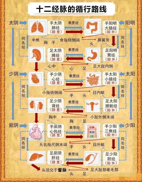 子午流注时辰对应穴位