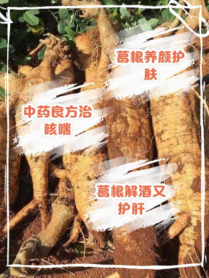 葛根可以治疗心梗脑梗吗