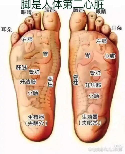 长按脚底哪个穴位可以