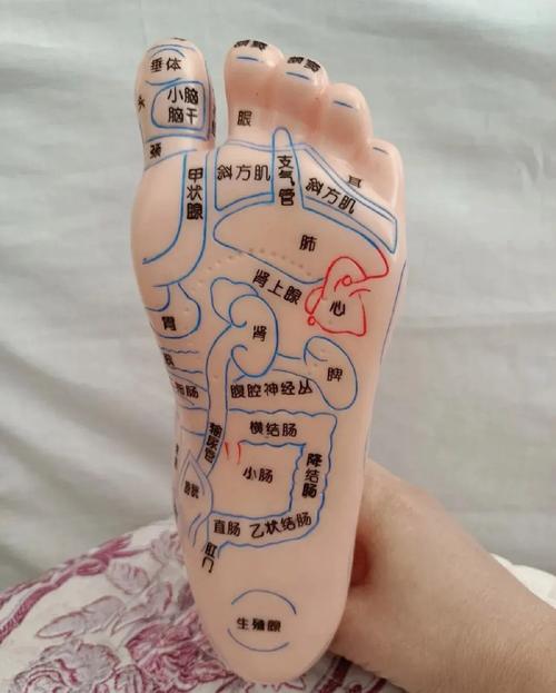 宫颈对应脚下哪个穴位