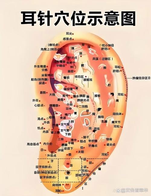 耳朵周围都有哪些穴位