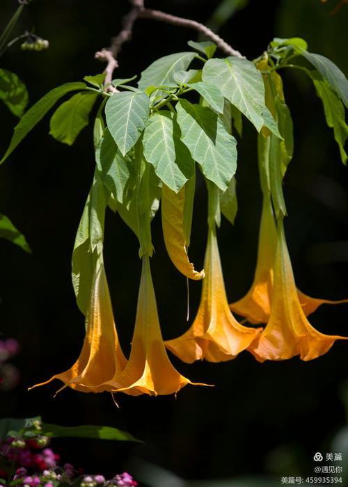 曼陀罗花治风湿类风湿吗