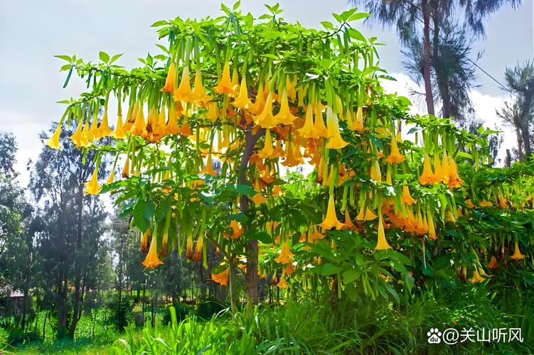 曼陀罗花治风湿类风湿吗