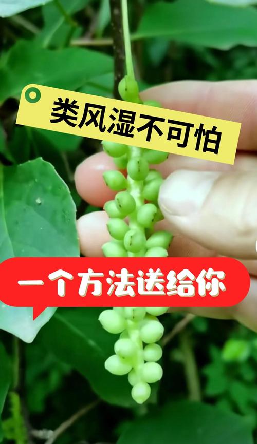 治疗类风湿和风湿的中药