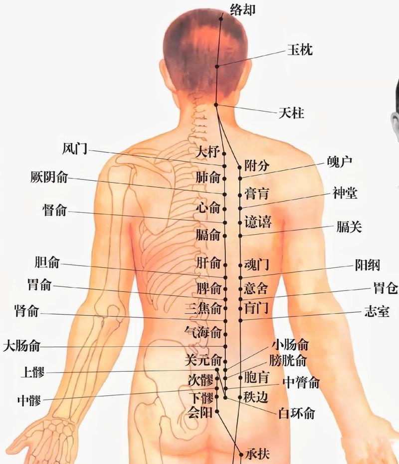 人体背部穴位按摩视频