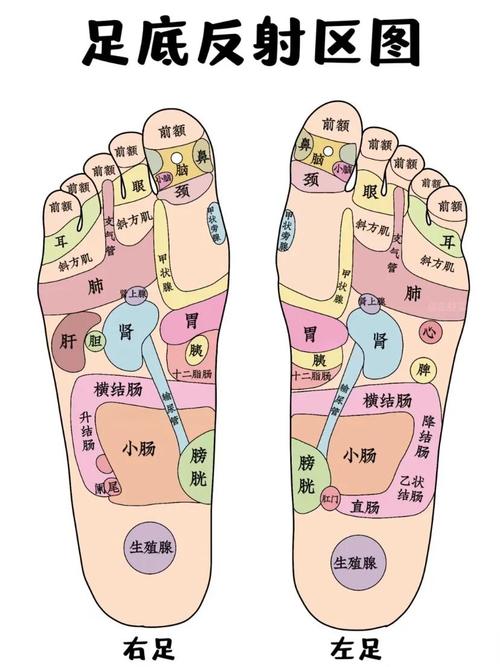 脚上哪个穴位对应乳线