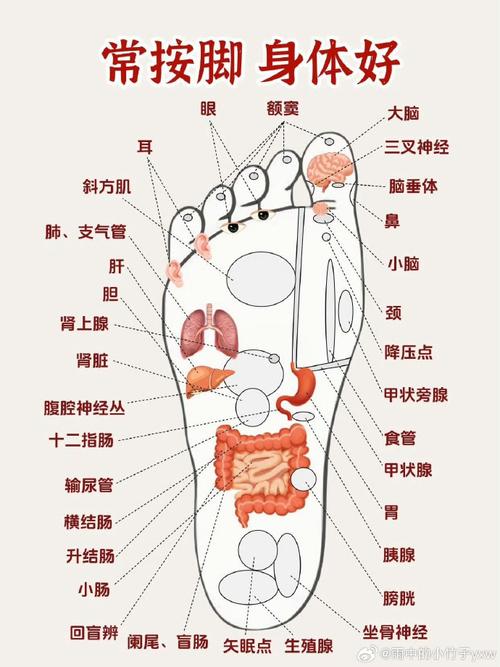 脚底穴位代表哪个器官