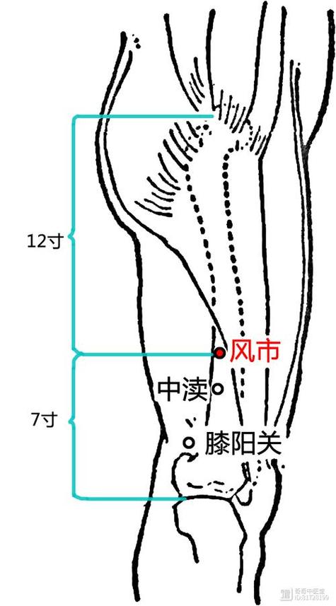 大腿外侧环跳风市穴位