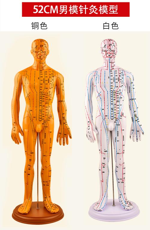 伟业人体针灸穴位模型