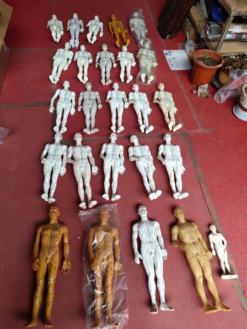 伟业人体针灸穴位模型