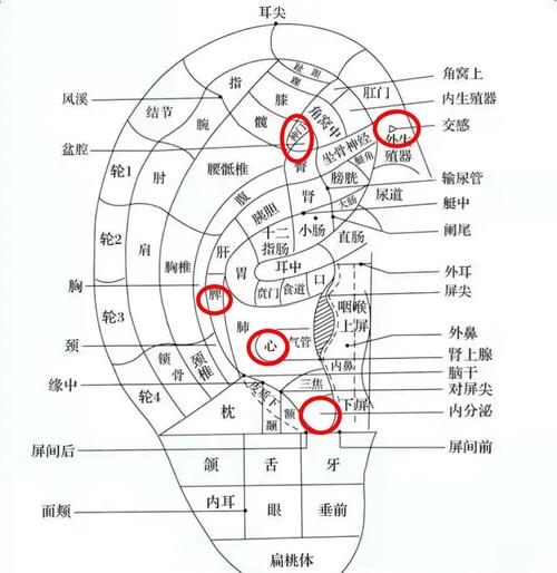 睡眠不好耳针哪些穴位