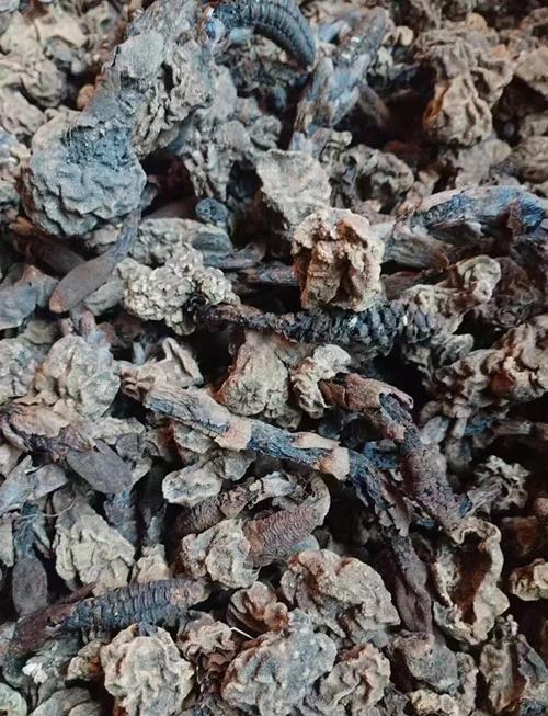 风湿 内风湿用什么中药