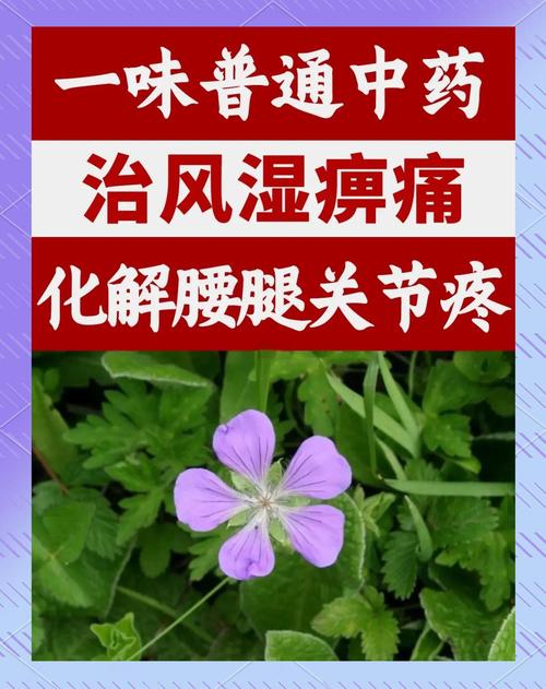 风湿类风湿中医宝典中药