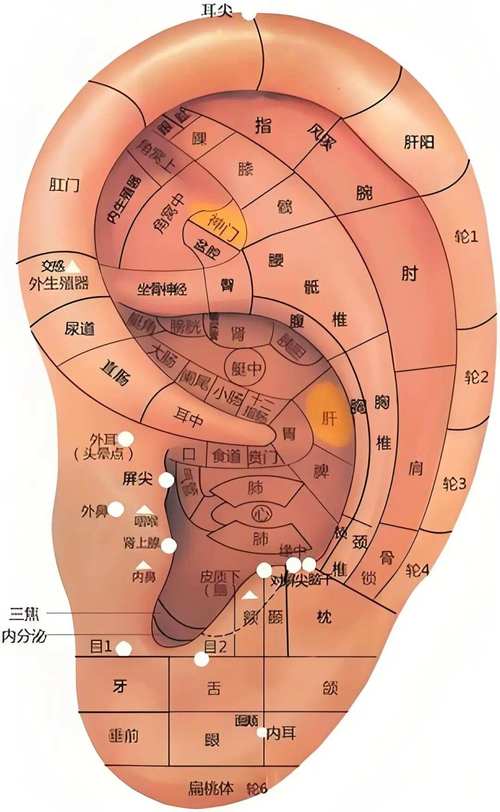 耳朵的穴位 睡眠不好