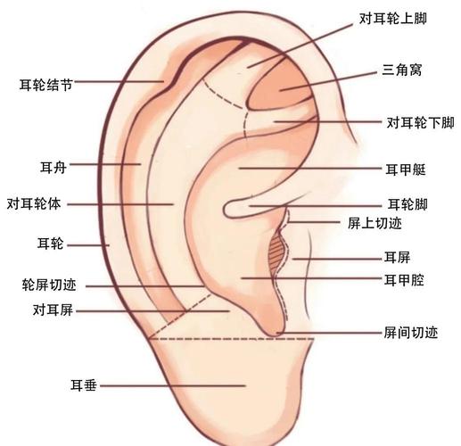 耳朵旁边都有什么穴位