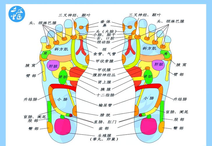脚底穴位经络按摩图解