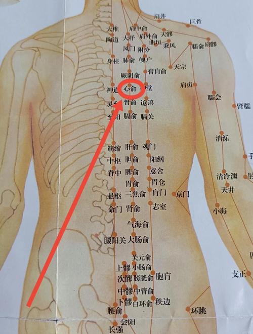 心脏不适按压哪个穴位