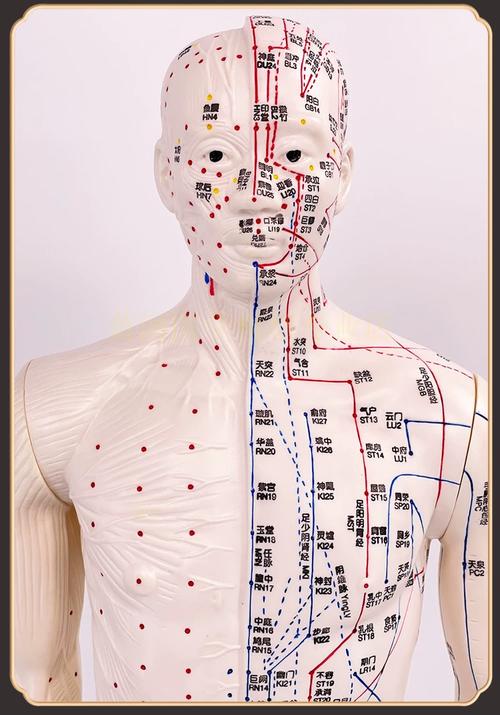 男性穴位图解 正面