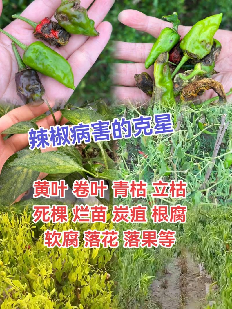 类风湿为什么不能吃辣椒