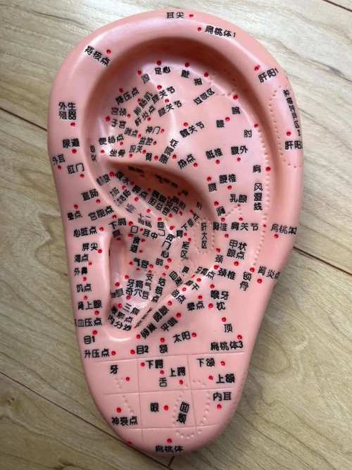 耳朵点按哪些穴位减肥