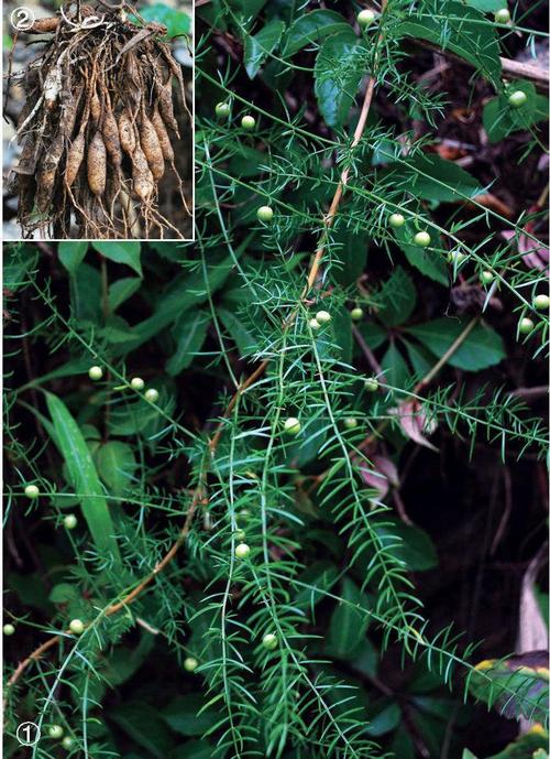 治疗风湿的中药材有哪些