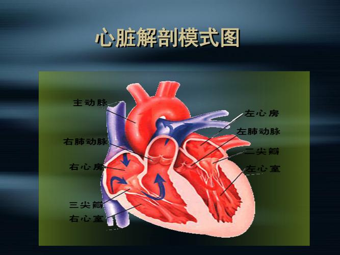 风湿性心脏瓣膜病ppt