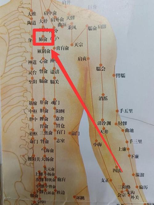 肺气虚 艾灸哪个穴位