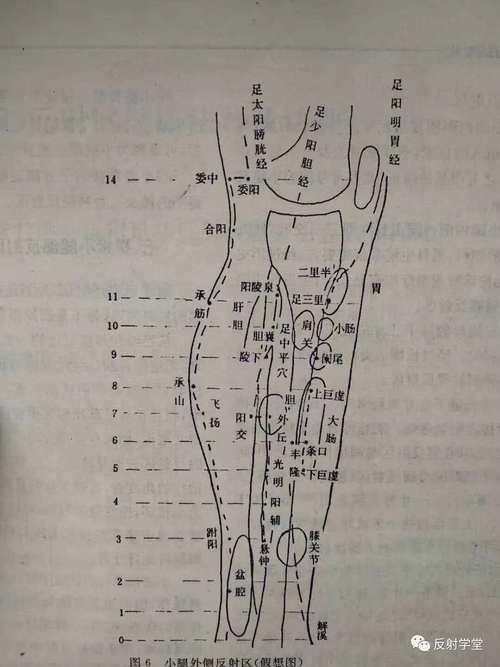 左侧小腿中部穴位反应